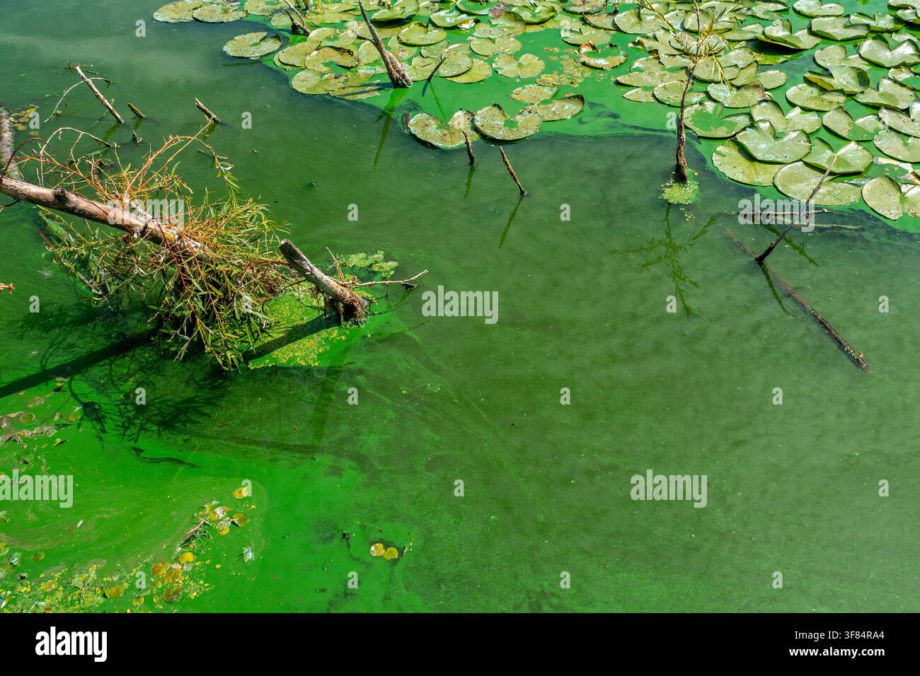 Cyanobactéries aquatiques / algues bleues / éruption toxique de cyanobactéries formant une natte d'algues à la surface de l'eau d'un lac d'eau douce pendant une vague de chaleur en été Banque D'Images