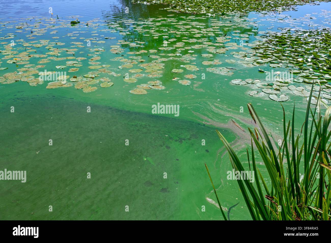 Cyanobactéries aquatiques / algues bleues / éruption toxique de cyanobactéries formant une natte d'algues à la surface de l'eau d'un lac d'eau douce pendant une vague de chaleur en été Banque D'Images