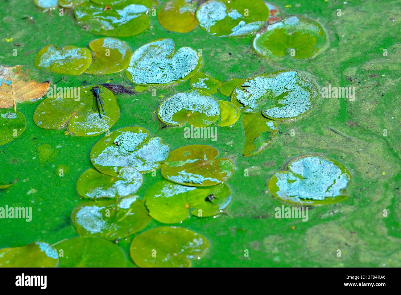 Cyanobactéries aquatiques / algues bleues / éruption toxique de cyanobactéries formant une natte d'algues à la surface de l'eau d'un lac d'eau douce pendant une vague de chaleur en été Banque D'Images