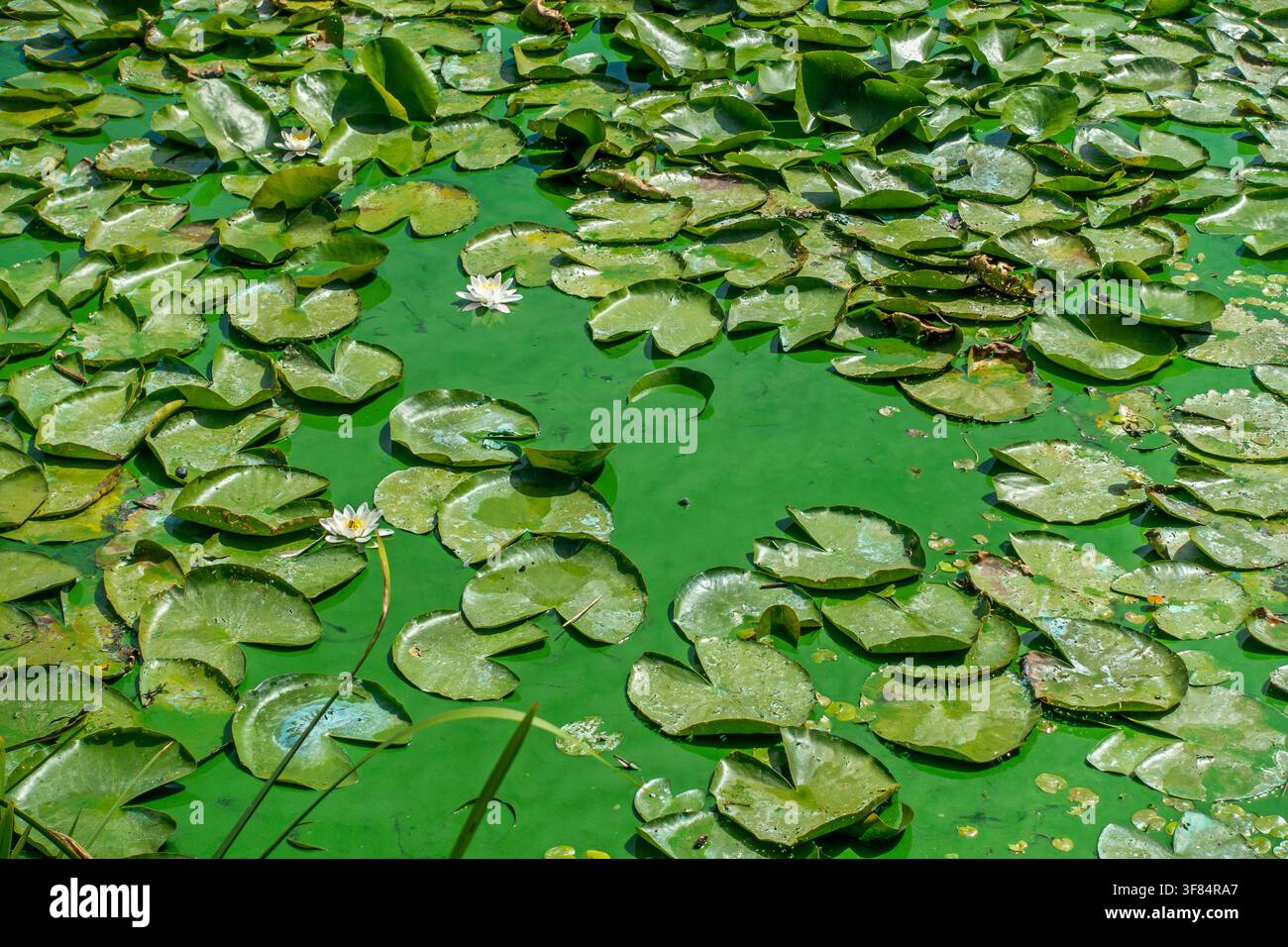 Nénuphars dans un lac contaminé par des cyanobactéries aquatiques / algues bleu-vert fleurissant à la surface de l'eau lors d'une vague de chaleur en été Banque D'Images