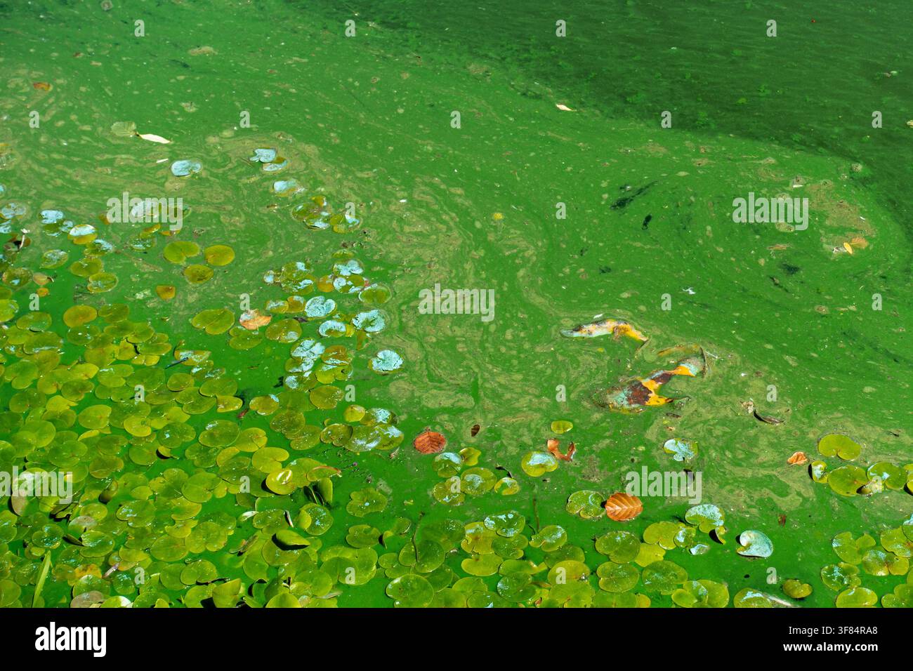 Nénuphars dans un lac contaminé par des cyanobactéries aquatiques / algues bleu-vert fleurissant à la surface de l'eau lors d'une vague de chaleur en été Banque D'Images