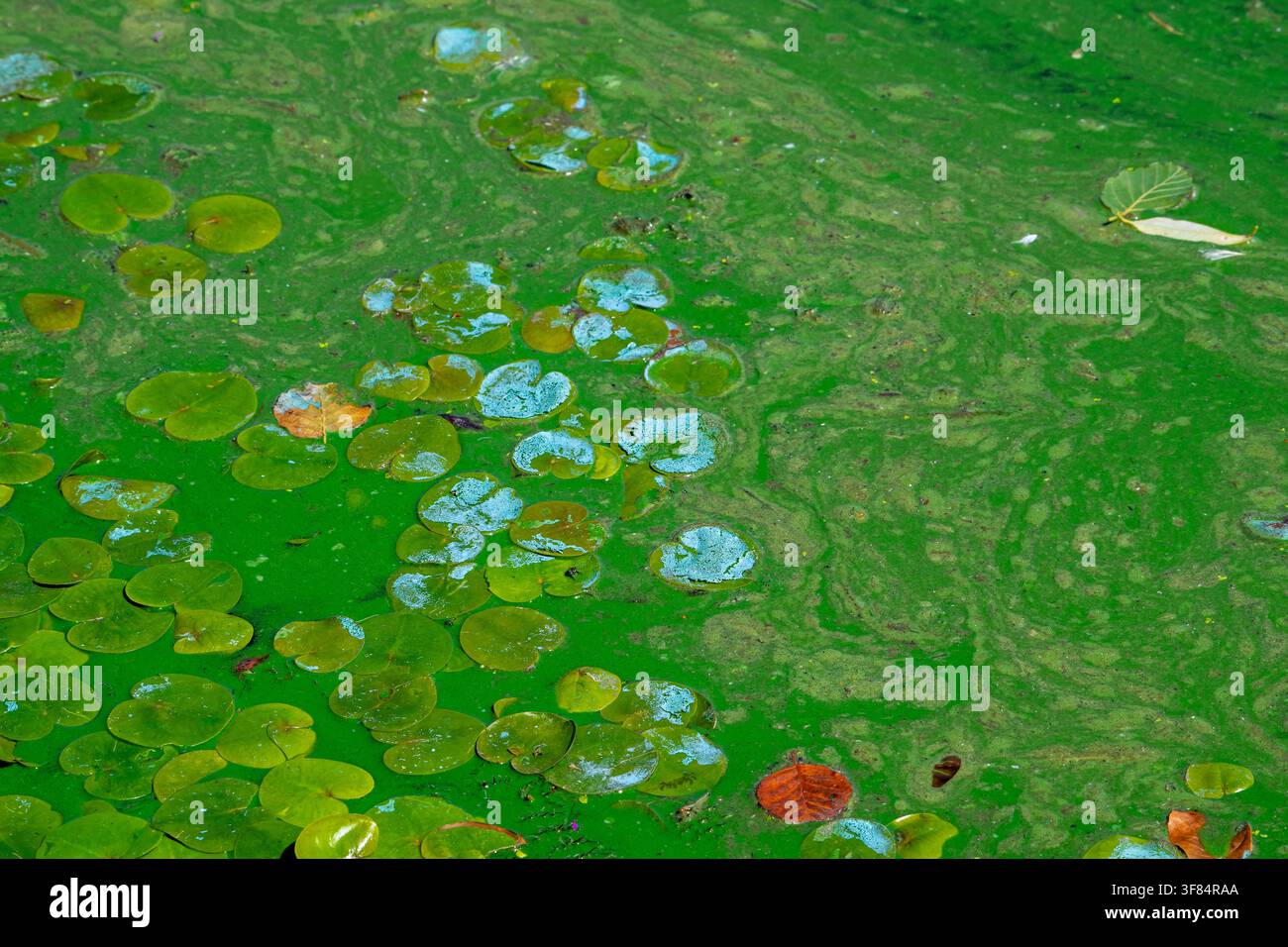Nénuphars dans un lac contaminé par des cyanobactéries aquatiques / algues bleu-vert fleurissant à la surface de l'eau lors d'une vague de chaleur en été Banque D'Images