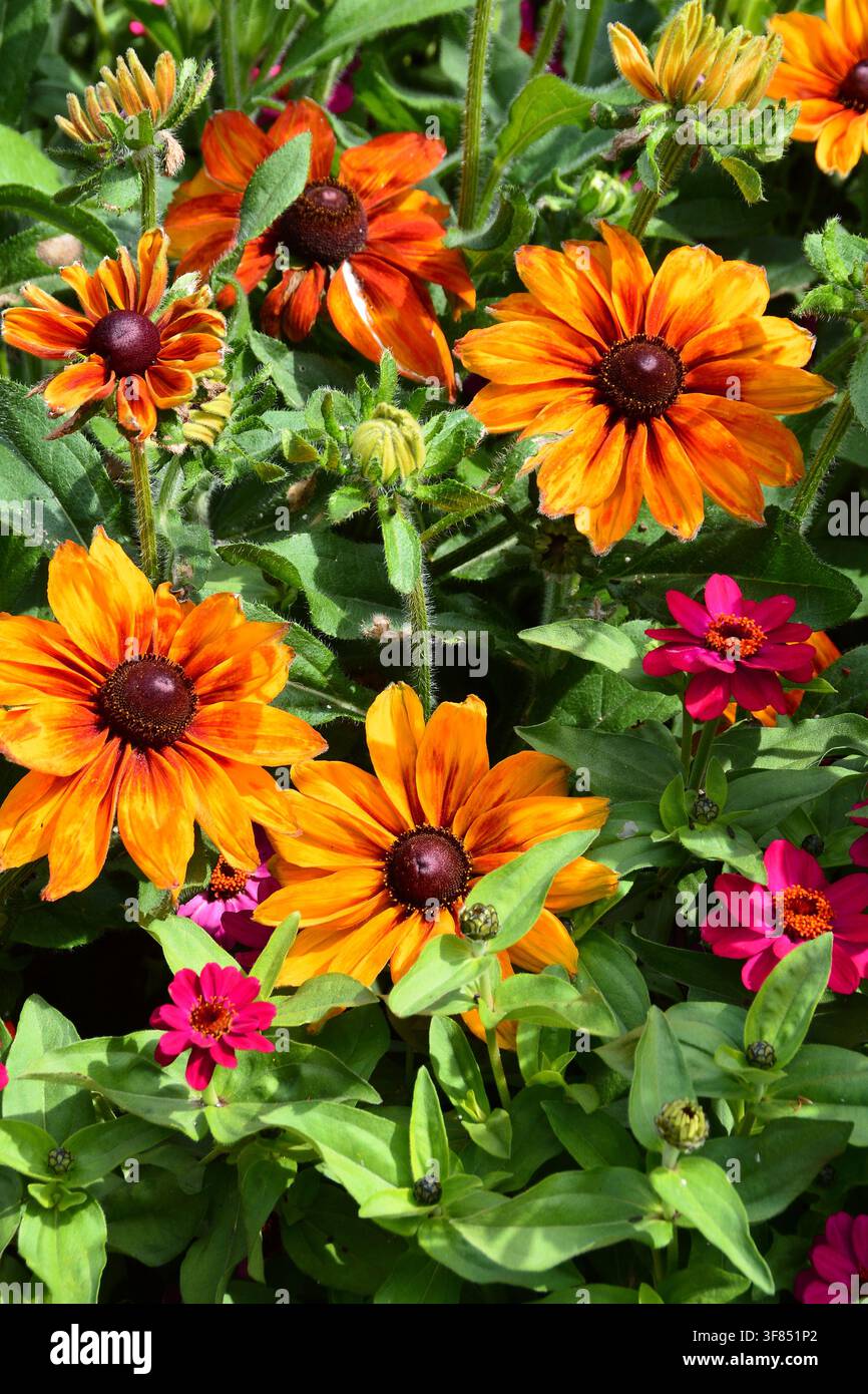 De belles fleurs des jardins du parc Beacon Hill à Victoria en Colombie-Britannique, Canada Banque D'Images