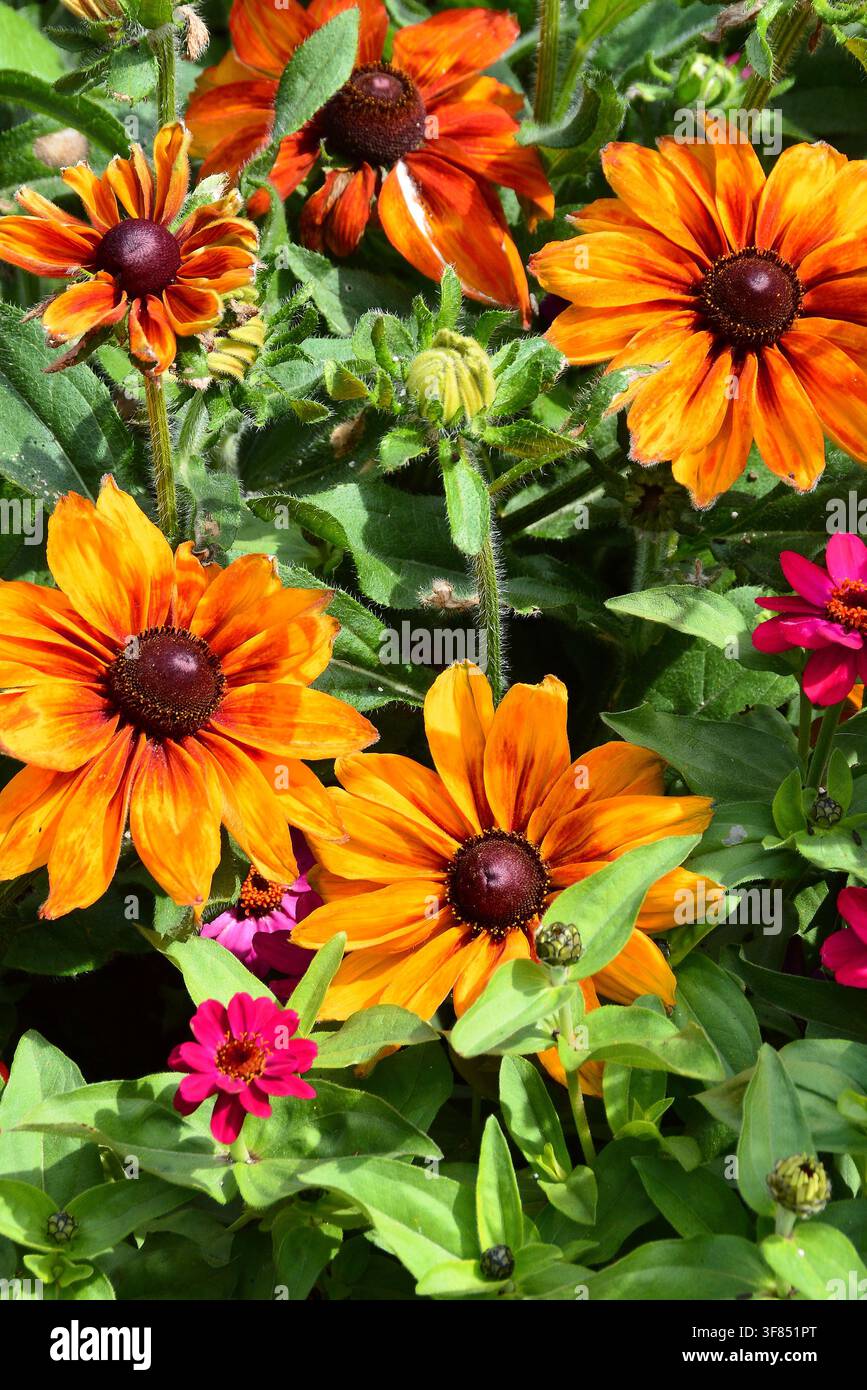 Fleurs des jardins de Victoria BC, Canadaq Banque D'Images