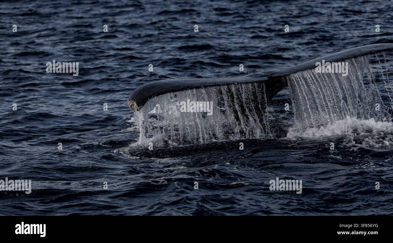 Bâche de baleine soulevée hors de la mer avec de l'eau coulant de ses bords. Banque D'Images