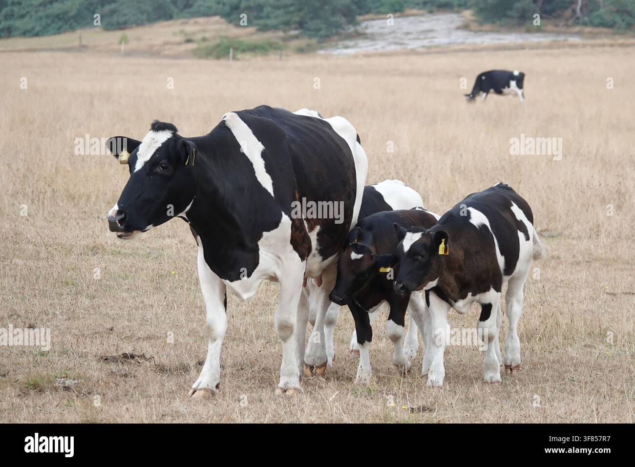 Un groupe de vaches Holstein noires et blanches, dont une adulte et plusieurs veaux, se tiennent dans un champ sec et herbeux en Allemagne. Le paysage montre des signes de Banque D'Images