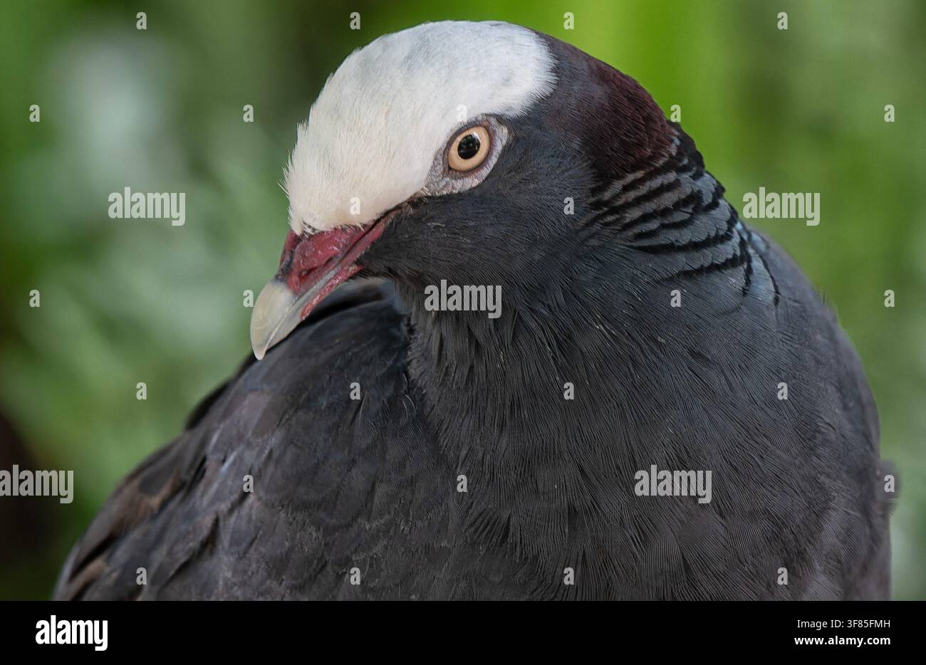 L'oiseau sur l'image est un Pigeon à couronne blanche (Patagioenas leucocephala). Banque D'Images