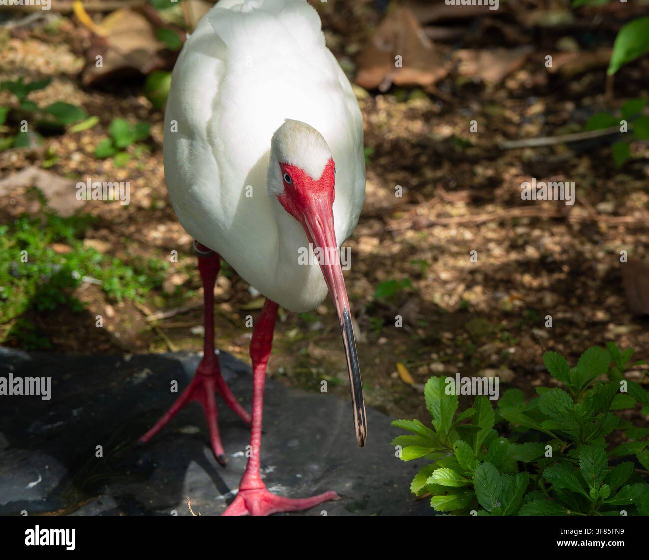 Un ibis blanc américain dans la nature Banque D'Images