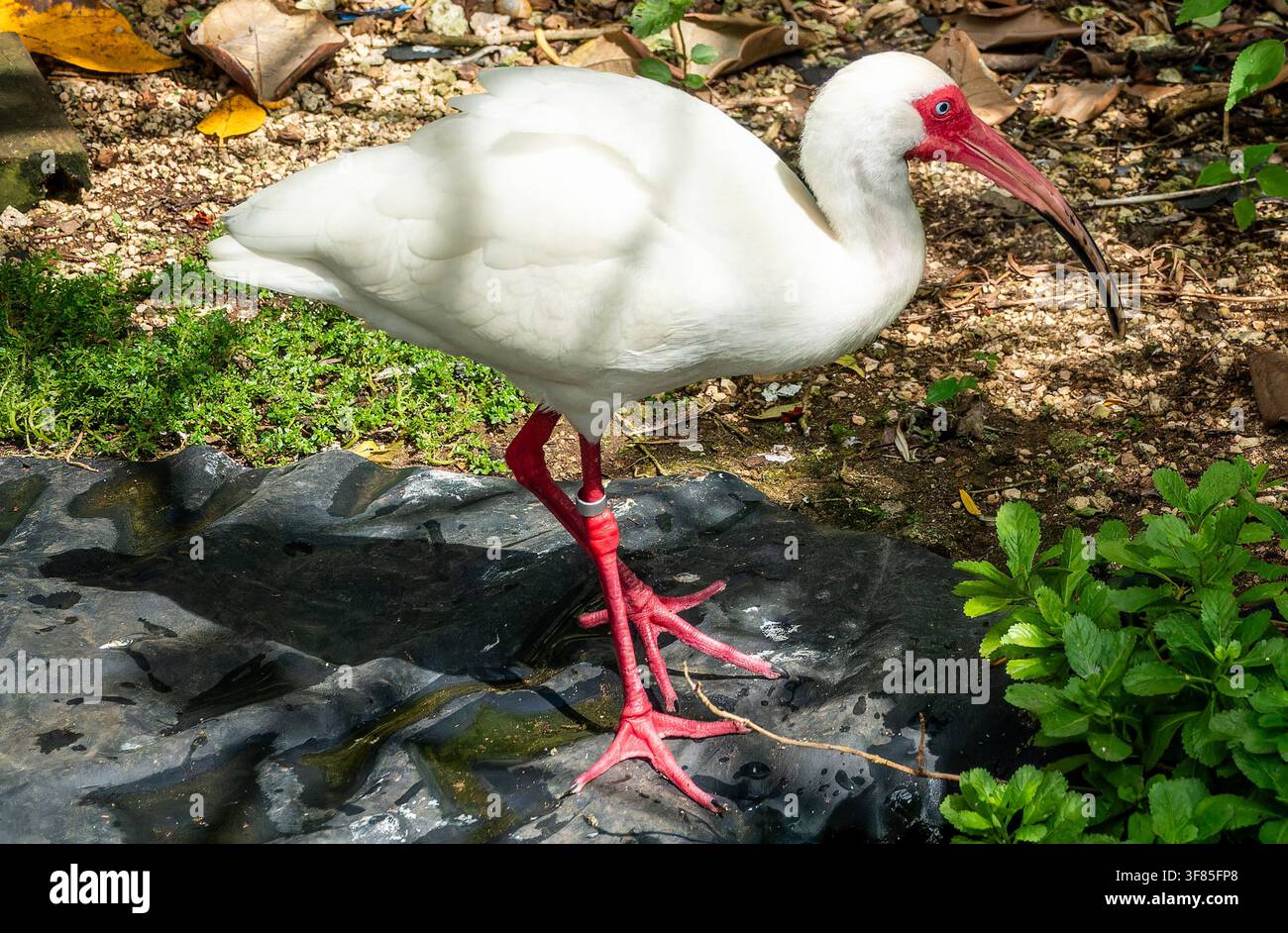 Un ibis blanc américain dans la nature Banque D'Images