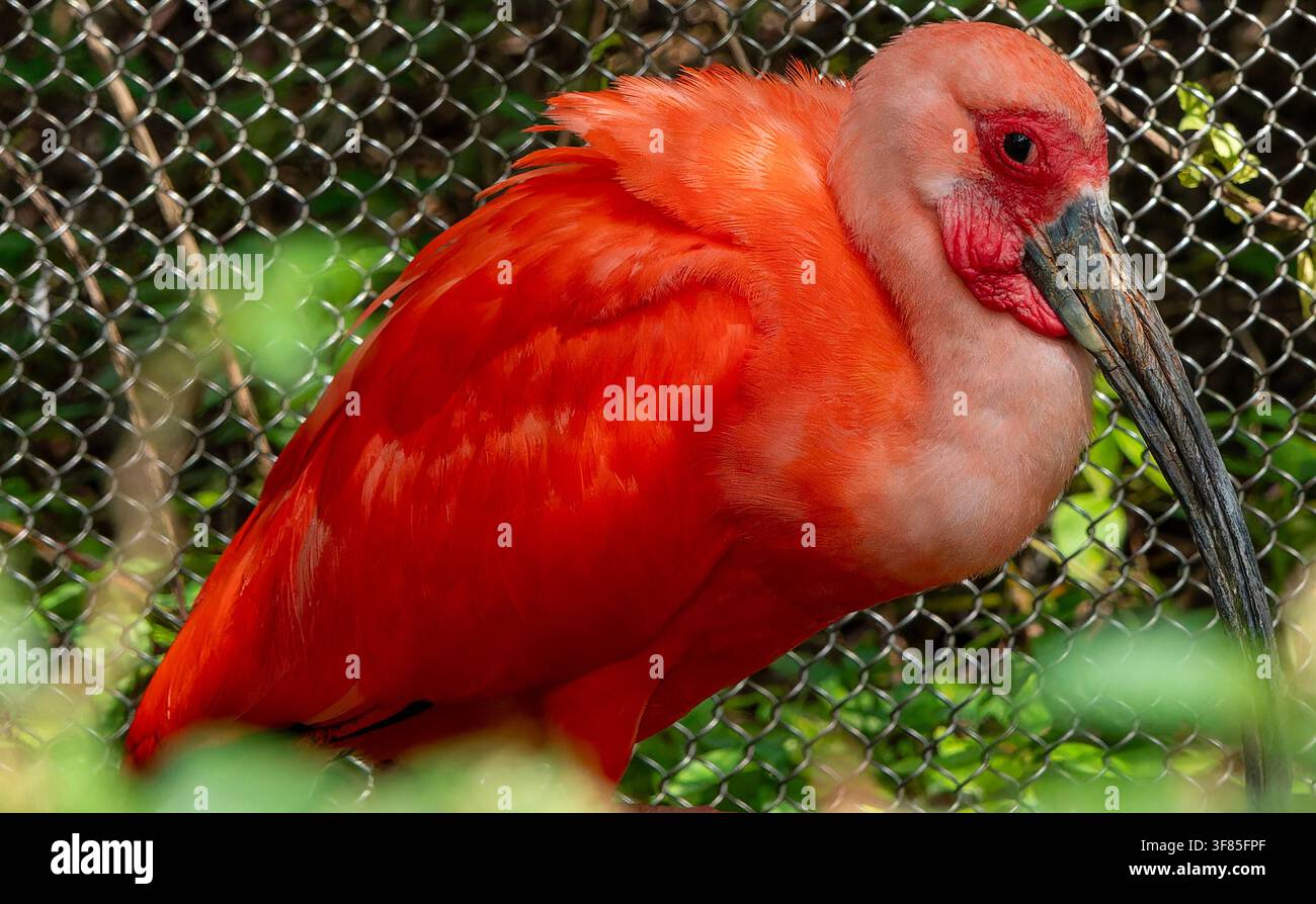 Cet oiseau est un ibis rouge (Eudocimus ruber), Banque D'Images