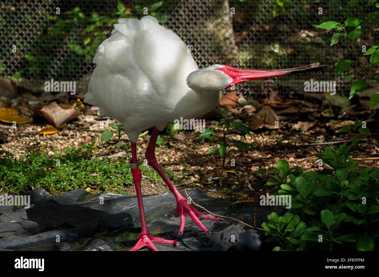Un ibis blanc américain dans la nature Banque D'Images