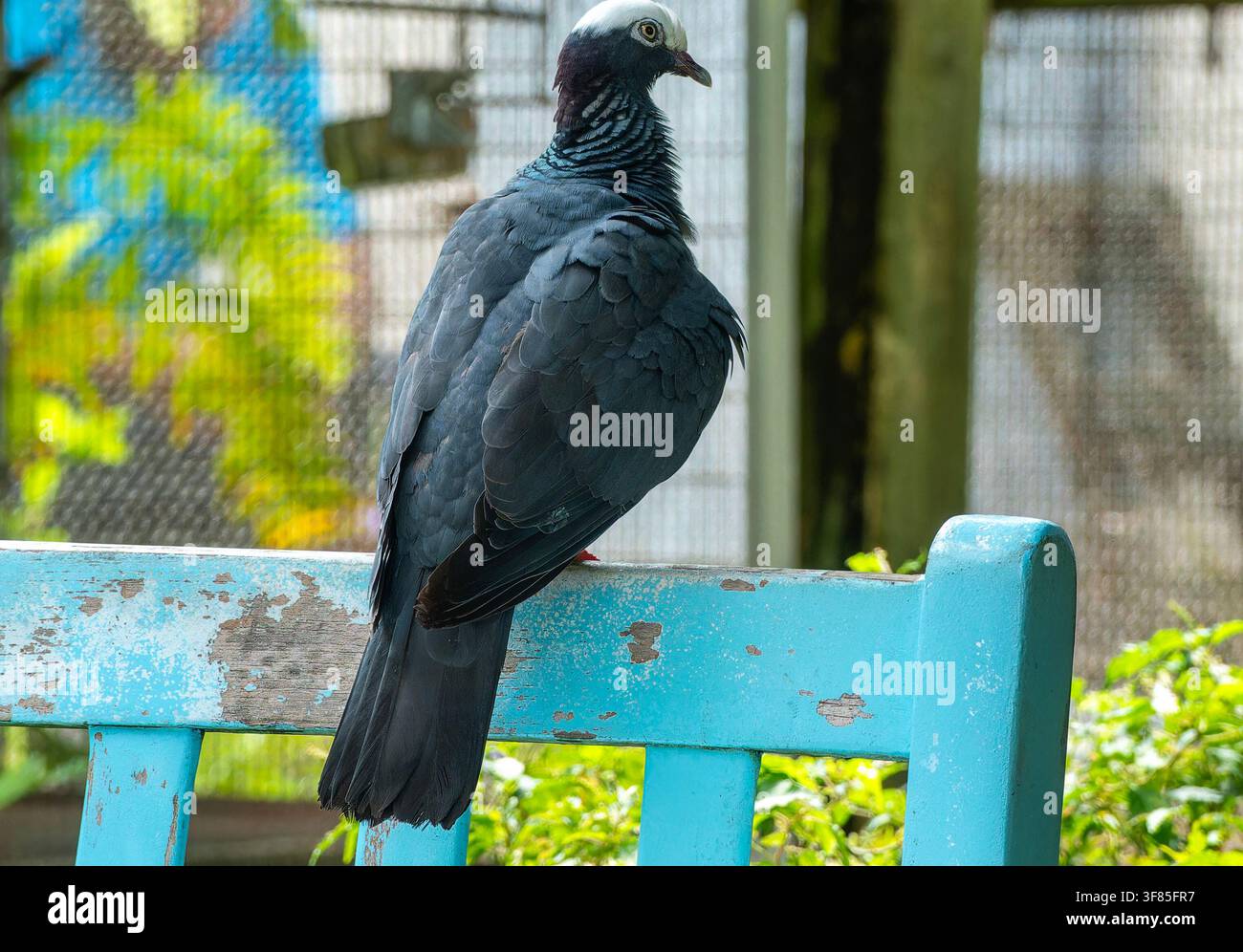 Un grand pigeon couramment trouvé dans les îles des Caraïbes, en Amérique du Nord et en Amérique centrale Banque D'Images