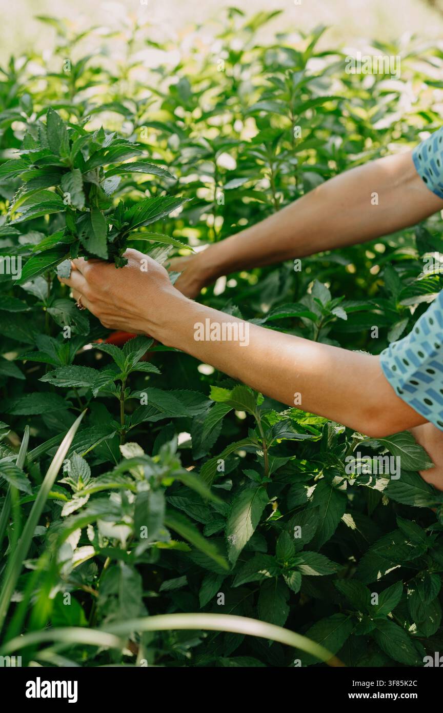 Mains cueillant des feuilles de menthe fraîches dans un carré de jardin luxuriant baigné d'une lumière douce du matin, feuillage vert naturel, mise au point peu profonde Banque D'Images