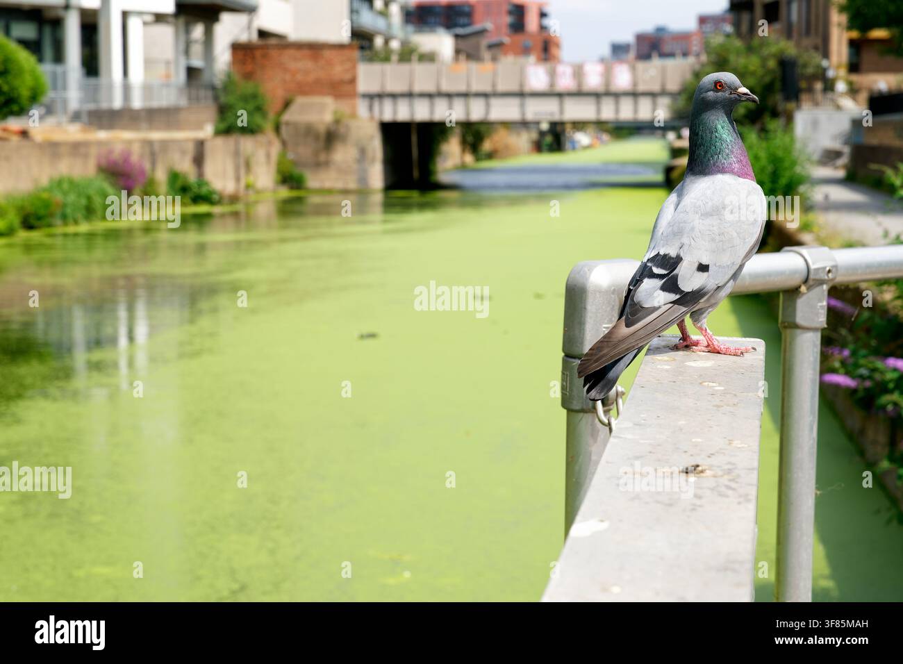 Canal & River Trust confirme que la récente vague de chaleur dans la capitale a provoqué une "explosion" de lentilles d'eau flottantes qui se sont répandues dans les canaux de Londres. Banque D'Images