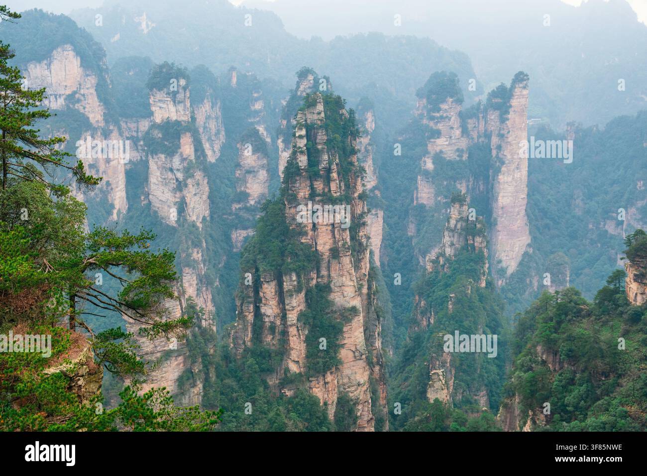 Piliers de grès imposants recouverts d’une forêt luxuriante dans un paysage montagneux brumeux du parc national forestier de Zhangjiajie, Hunan, Chine. Voyage et tourisme Banque D'Images