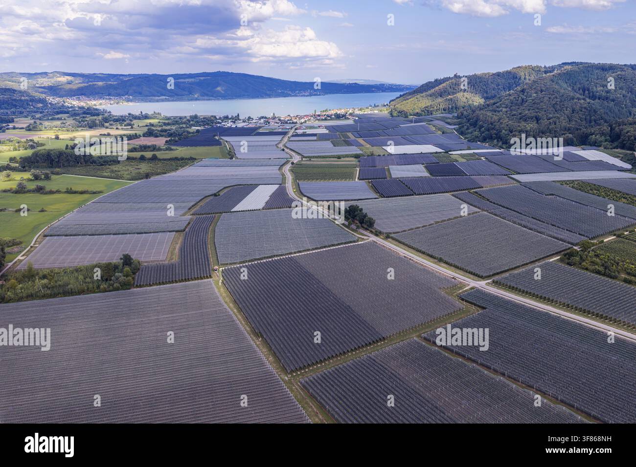 Culture de fruits sur le lac de Constance. Verger de pommes avec filets de protection contre la grêle. Photo par drone. Bodman-Ludwigshafen, Bade-Wurtemberg, Allemagne Banque D'Images