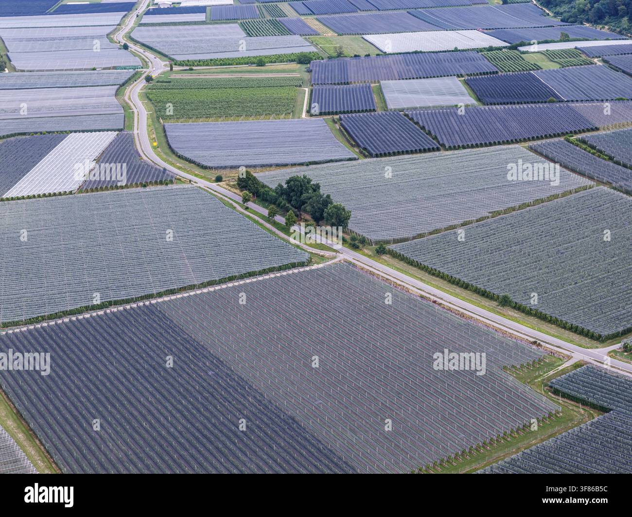 Culture de fruits sur le lac de Constance. Verger de pommes avec filets de protection contre la grêle. Photo par drone. Bodman-Ludwigshafen, Bade-Wurtemberg, Allemagne Banque D'Images