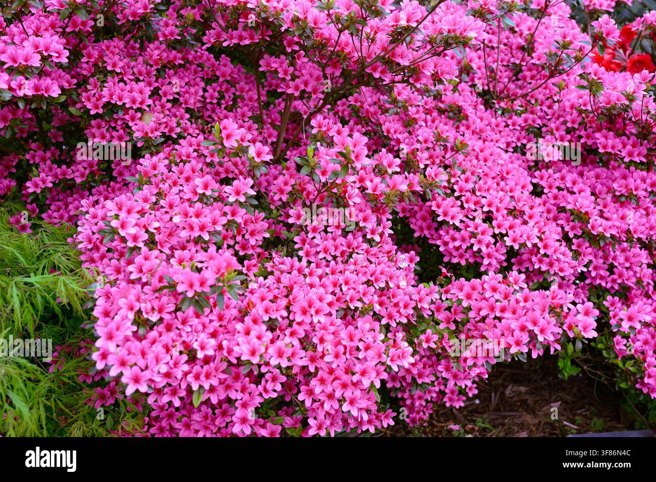 Rhododendron Amoena rose Fleurs naines poussant dans un jardin Banque D'Images
