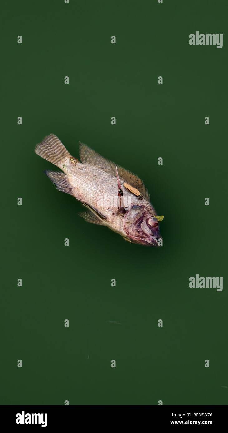 Poisson mort flottant à la surface d'une eau polluée verte Banque D'Images