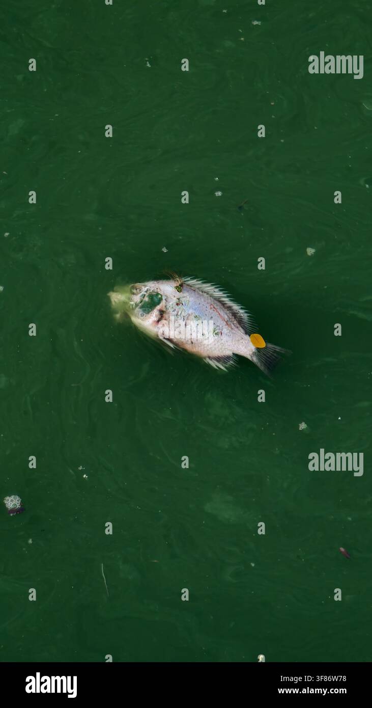 Poisson mort flottant à la surface d'une eau polluée verte Banque D'Images