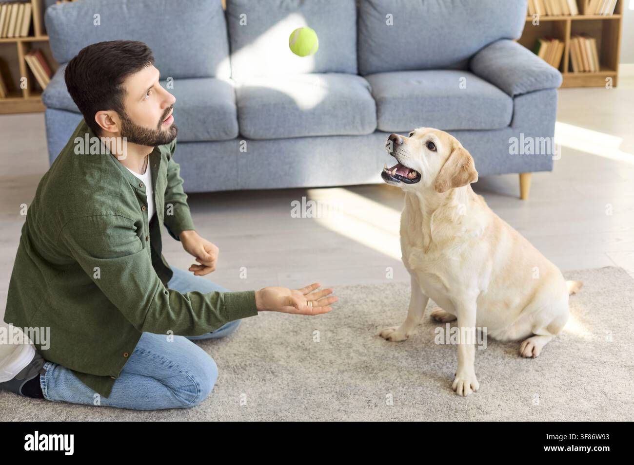 Un homme entraîne un Labrador retriever avec une balle de tennis dans l'intérieur confortable du salon à la maison Banque D'Images