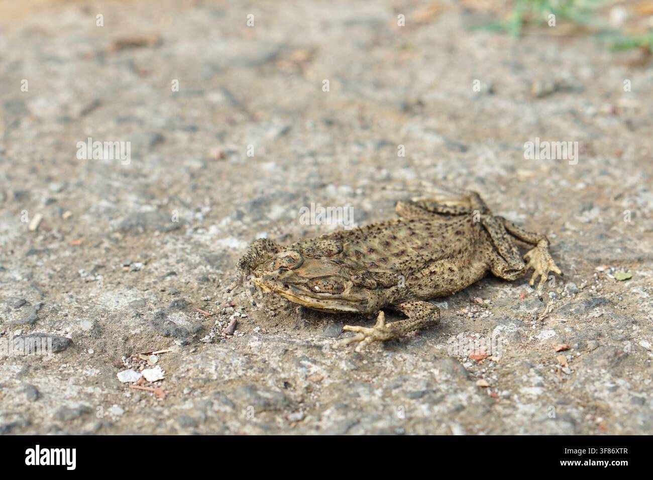 Grossissement d'une crapaud morte sur une route asphaltée. Représente la mort par accident de la faune sauvage et l'impact environnemental de la circulation sur les amphibiens. Banque D'Images
