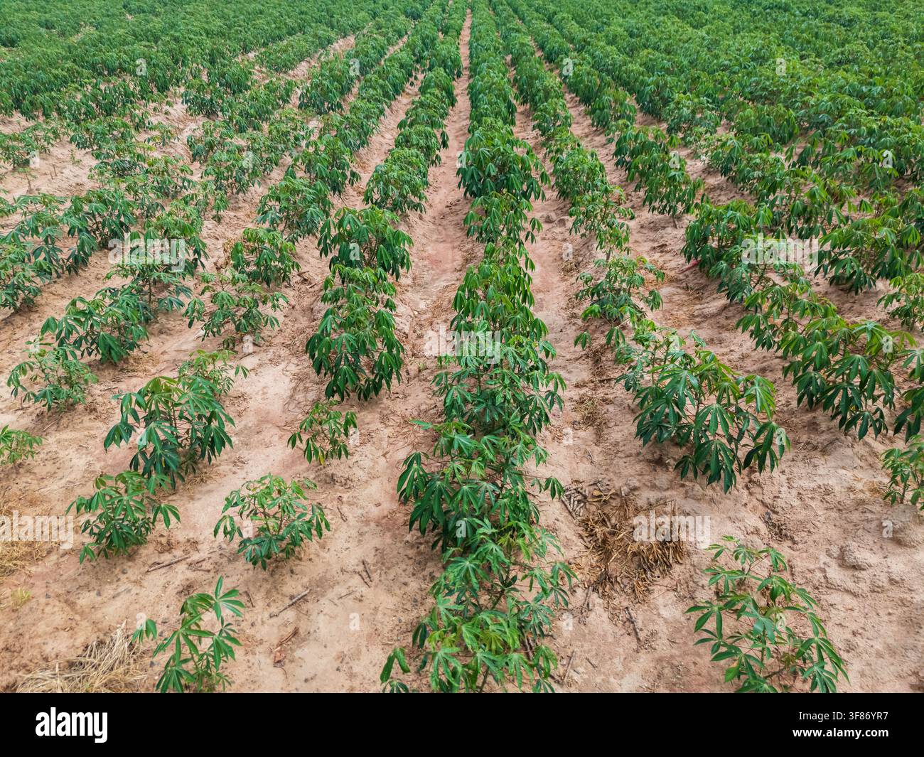 Champ de manioc avec des rangées de cultures, sol cultivé, plantes de manioc en croissance et paysage agricole Banque D'Images