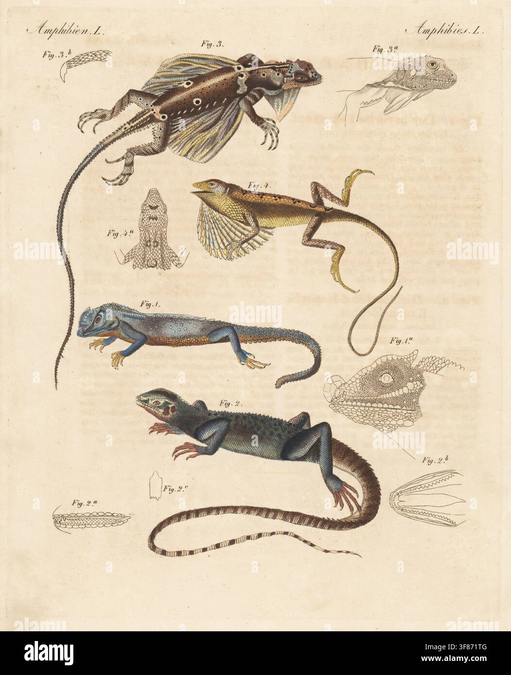 Lézard à museau bossu, Lyriocephalus scutatus 1, Dragon d'eau chinois, Physignathus cocincinus 2, Dragon volant à franges, Draco fimbriatus 3, et Lézard à gorge à éventail de Pondichéry, Sitana ponticeriana.4. Gravure sur cuivre coloriée à la main tirée du Bilderbuch für Kinder (Livre d'images pour les enfants) de Carl Bertuch, Volume 12, Weimar, 1830. Une encyclopédie en 12 volumes pour les enfants illustrée de 1 180 planches gravées sur l'histoire naturelle, la science, le costume, la mythologie, etc., publiée de 1790 à 1830. Banque D'Images