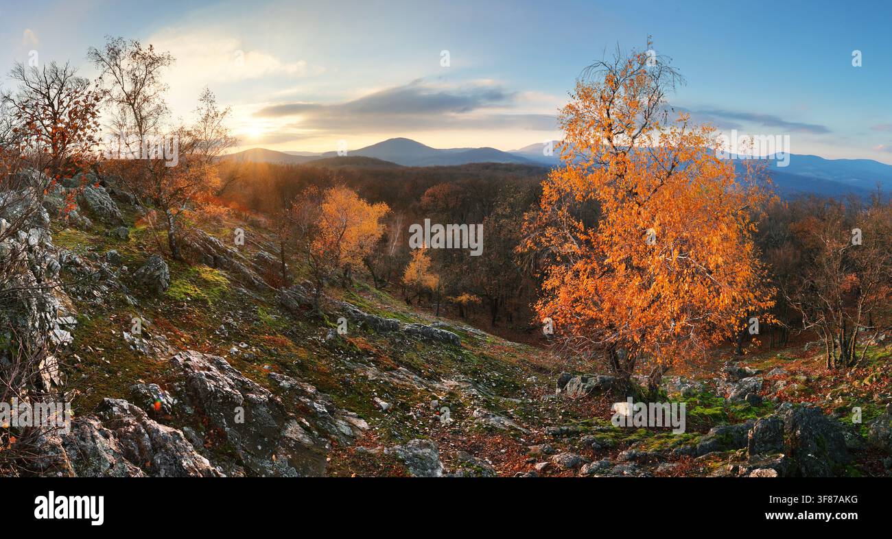 Coucher de soleil dans un bosquet d'automne avec des feuilles dorées et des rayons de soleil coupant à travers les arbres sur une soirée ensoleillée pendant l'automne. Banque D'Images