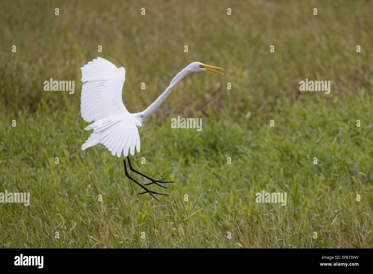 Grande héron atterrissant dans le Pantanal du Brésil Banque D'Images