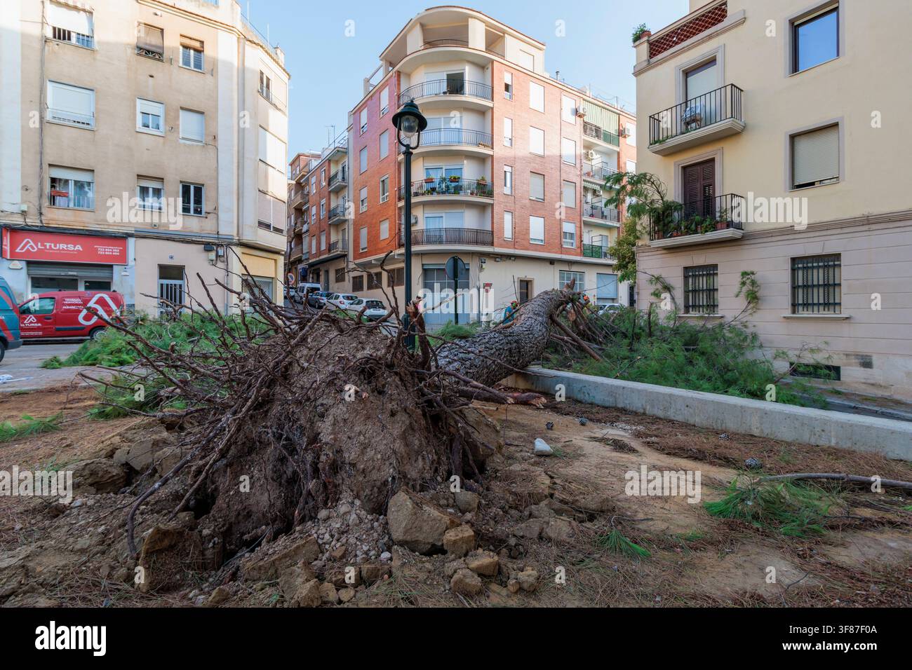 Les agents municipaux retirent un grand pin tombé après de fortes rafales de vent dans une rue centrale d'Alcoy le 11 août 2026, Espagne Banque D'Images