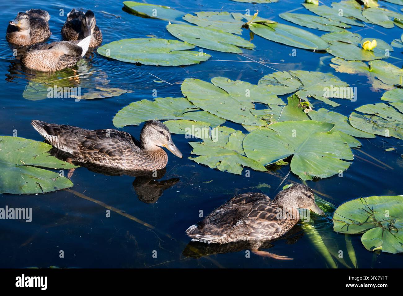 Vue horizontale de quatre jeunes canards colverts nageant et se toilettant dans une eau bleu foncé avec des feuilles vertes. Idéal pour la photographie de la faune sociale, natu Banque D'Images