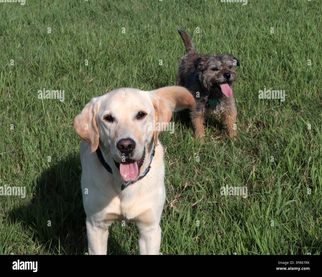 Golden Retriever et chien Boxer dans le jardin. Deux gros chiens mignons qui jouent ensemble. Concept de meilleurs amis. Banque D'Images