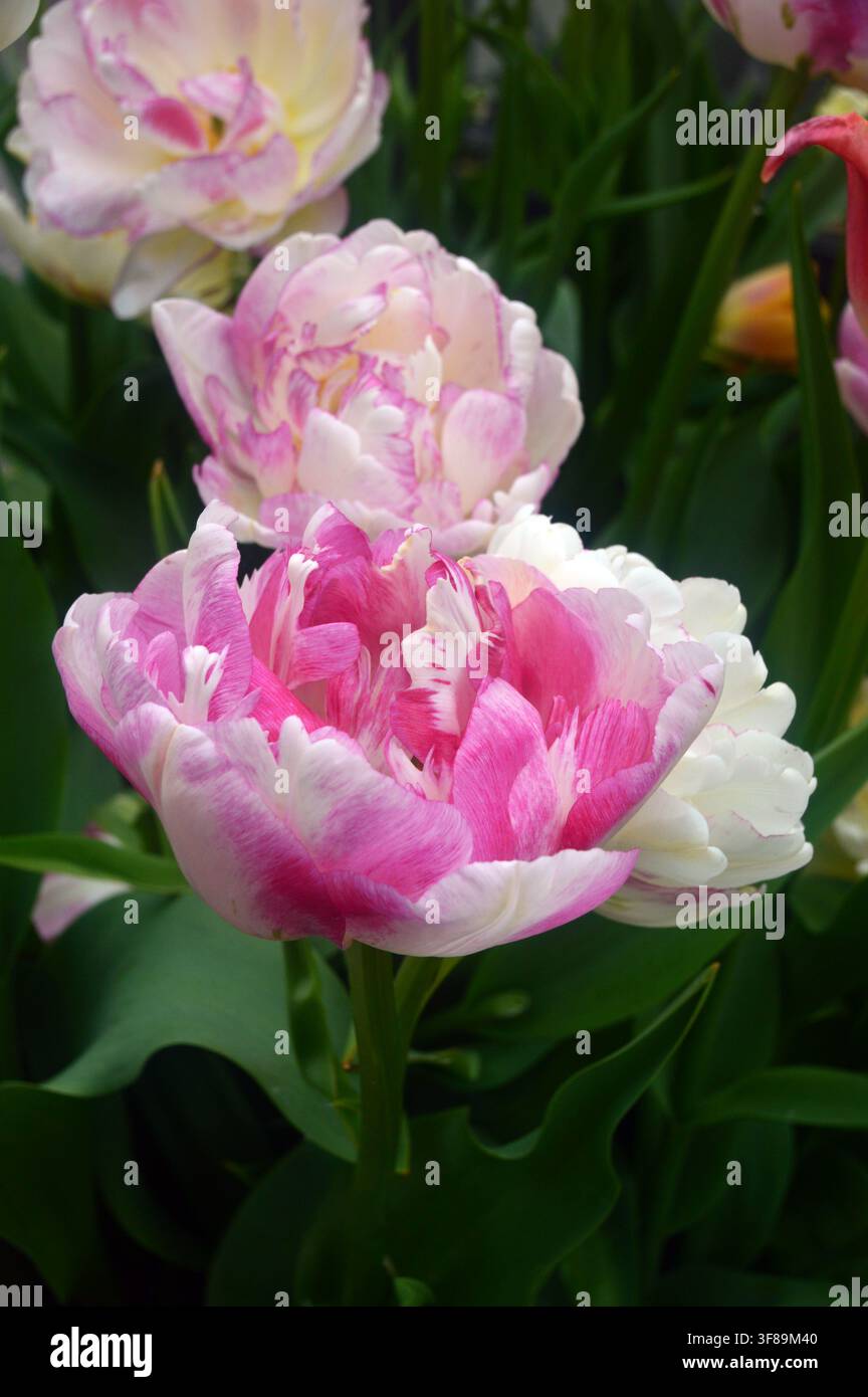 Tulipes simples Pink & White Tulipa 'Double Shake' cultivées au RHS Garden Harlow Carr, Harrogate, Yorkshire, Angleterre Banque D'Images