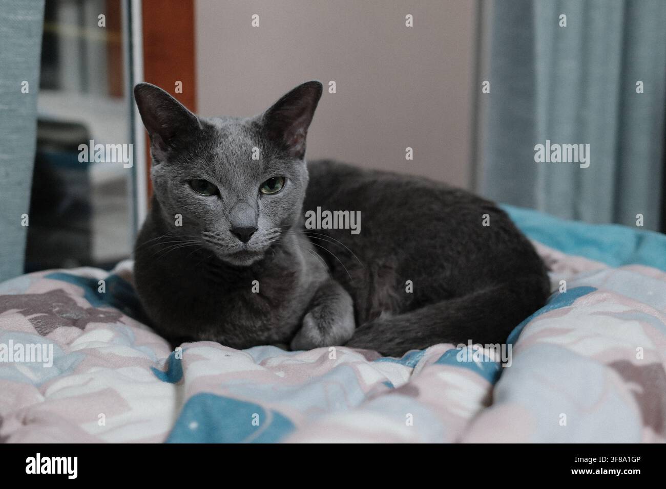 Un chat se relaxant à l'intérieur sur une couverture douce, capturé en lumière naturelle sans personnes présentes. Banque D'Images