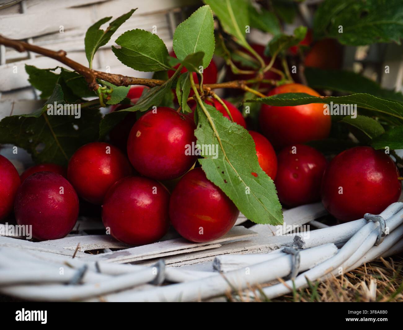Cerises rouges mûres dans un panier Banque D'Images