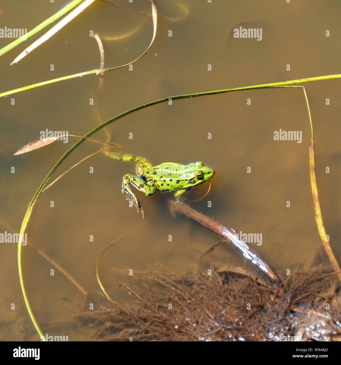 Petite grenouille verte tachetée nage dans un étang de jardin Banque D'Images