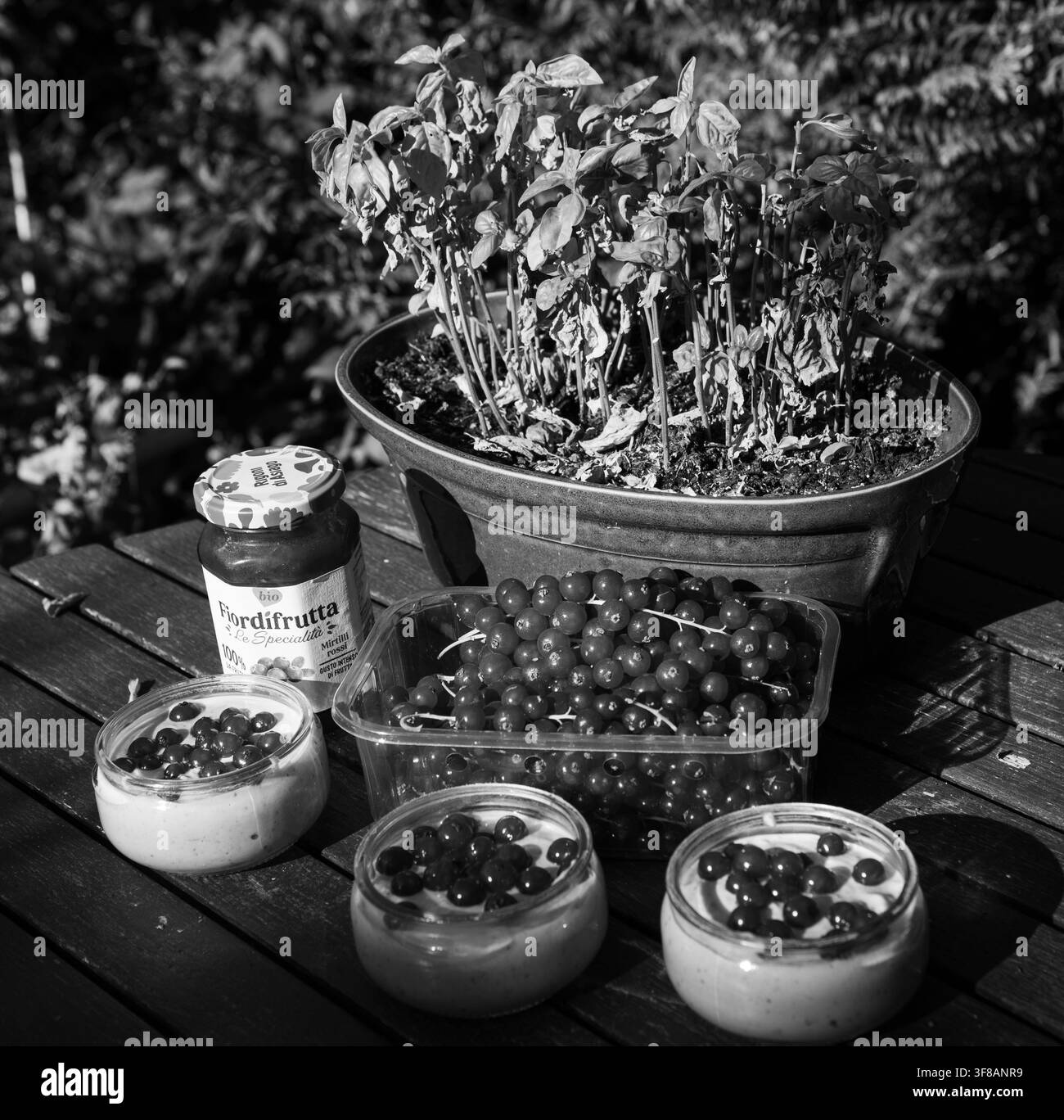 Trois pots de yaourt glacé fait maison avec de la confiture de groseilles rouges Rigoni di Asiago Fiordifrutta, des baies fraîches et du basilic sur une table de jardin, photo noir et blanc Banque D'Images