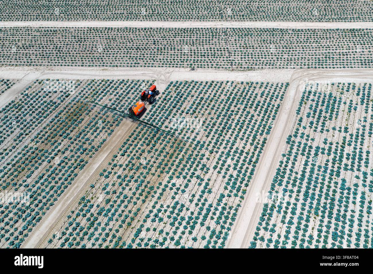 Arrosage des cultures avec un tracteur. Banque D'Images