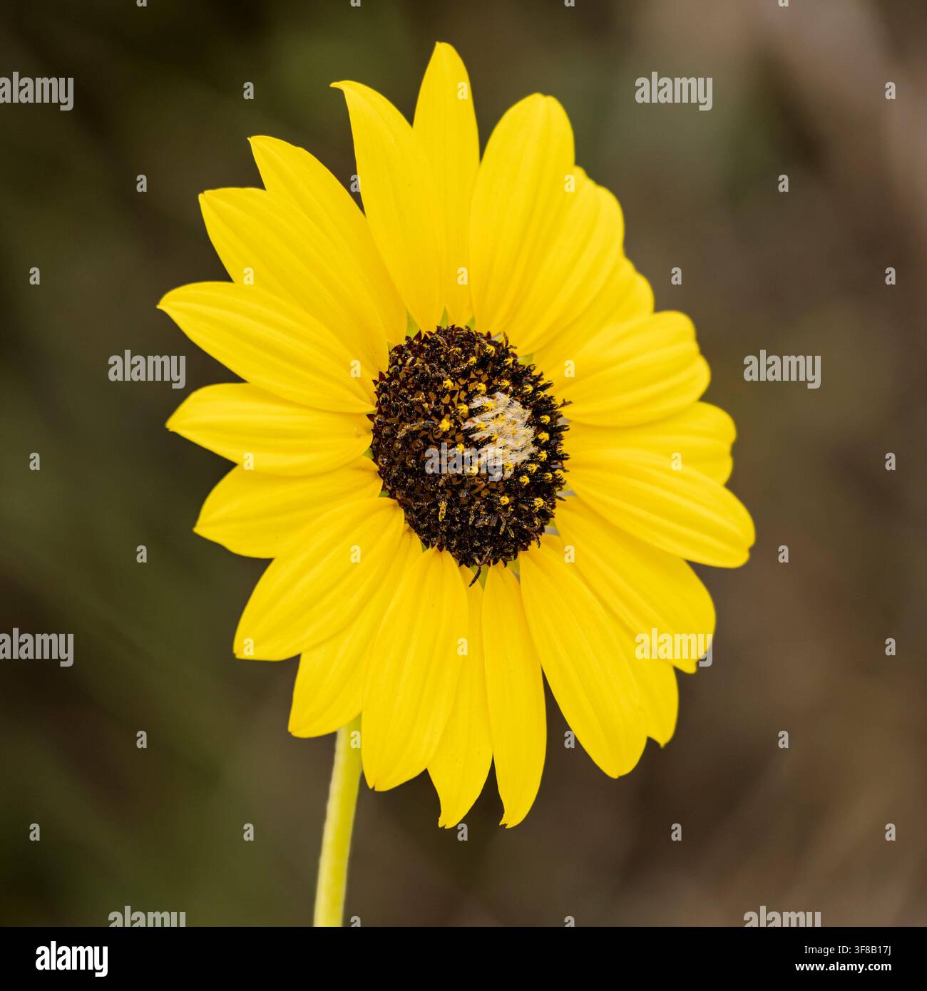 Un tournesol commun (Helianthus annuus) dans le refuge faunique national de Crescent Lake dans les Sandhills de l'ouest du Nebraska. Banque D'Images