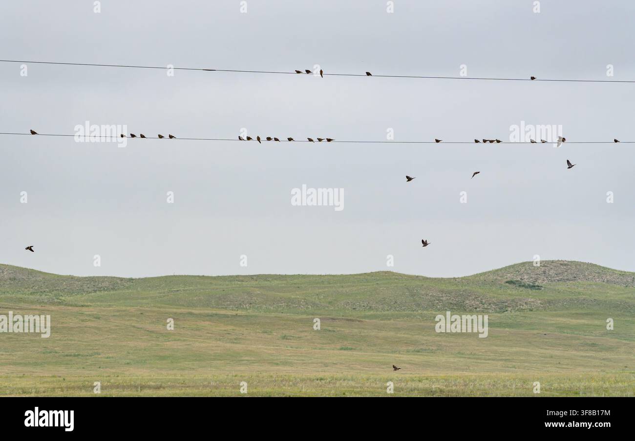 Colombes en deuil (Zenaida macroura) perchent sur des câbles électriques dans la région des Sandhills dans l'ouest du Nebraska. Banque D'Images