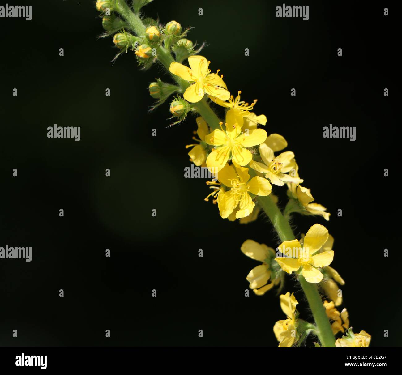 Agrimonia eupatoria plante médicinale sauvage Banque D'Images