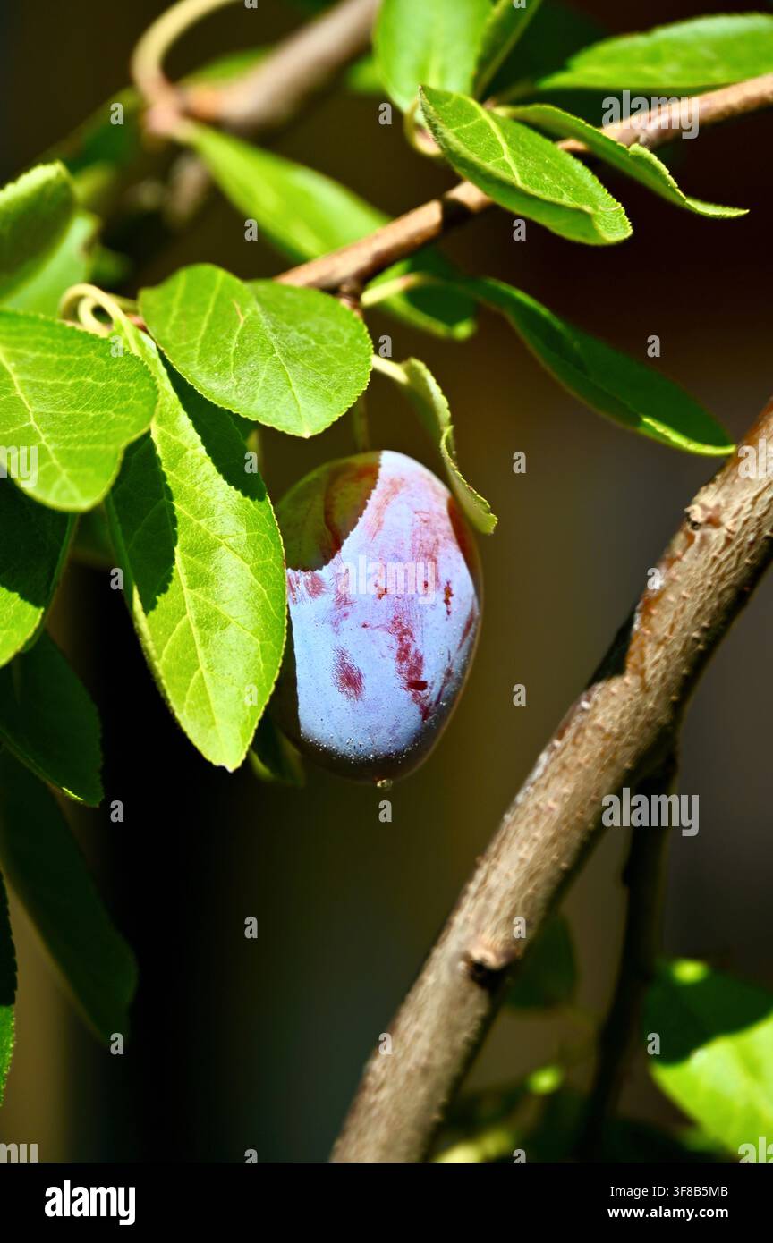 Photographie commerciale en gros plan d'une seule prune violette fraîche et mûre suspendue solidement à une branche d'arbre fruitier, entourée de feuilles vertes luxuriantes et illuminée par une lumière naturelle douce dans un verger. Banque D'Images