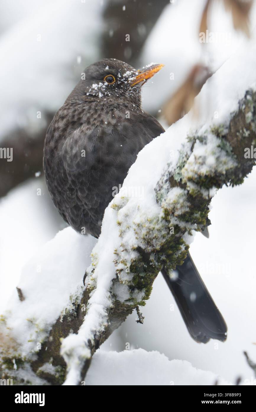 Merle posé sur une branche enneigée pendant une chute de neige hivernale à Huasca, Hidalgo Banque D'Images