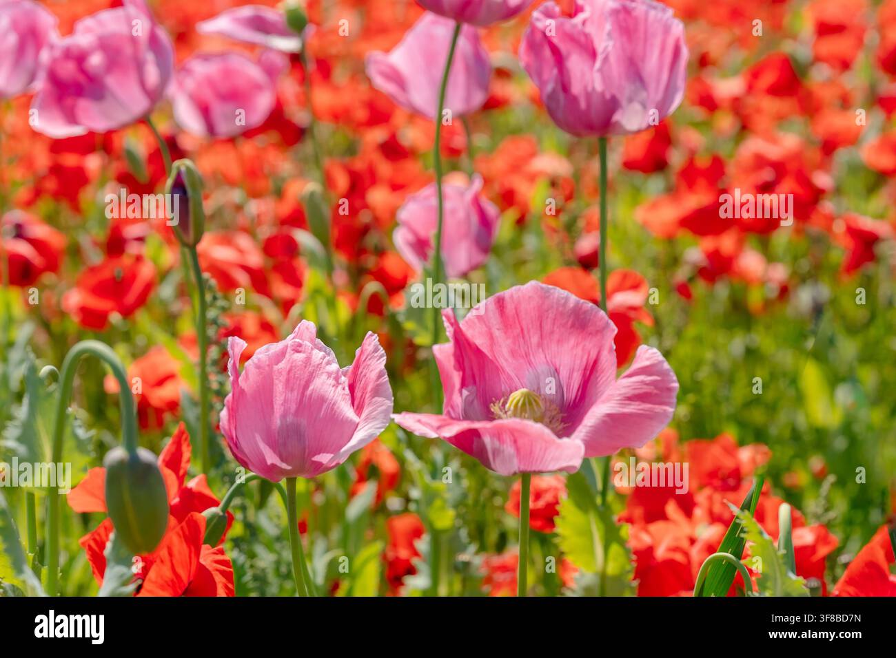Close-up de délicates fleurs d'amarante rose se détachant sur un champ d'amarante rouge vif. Photo d'archive idéale pour les études botaniques, la beauté et les cosmétiques Banque D'Images
