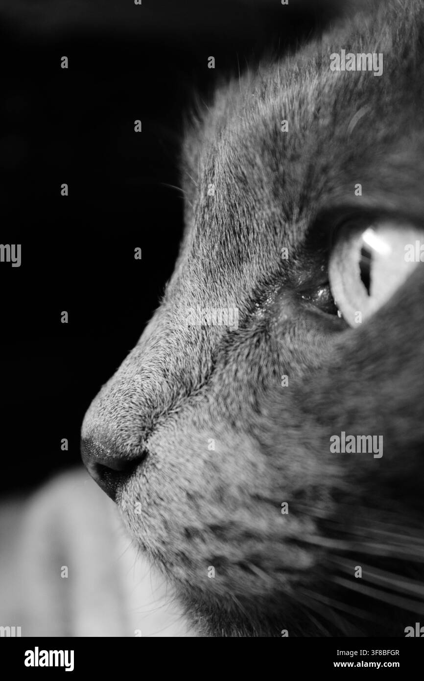 Photographie monochrome détaillée de profil d'un chat domestique mettant l'accent sur l'œil, la texture du pelage et l'oreille devant un fond sombre. Banque D'Images