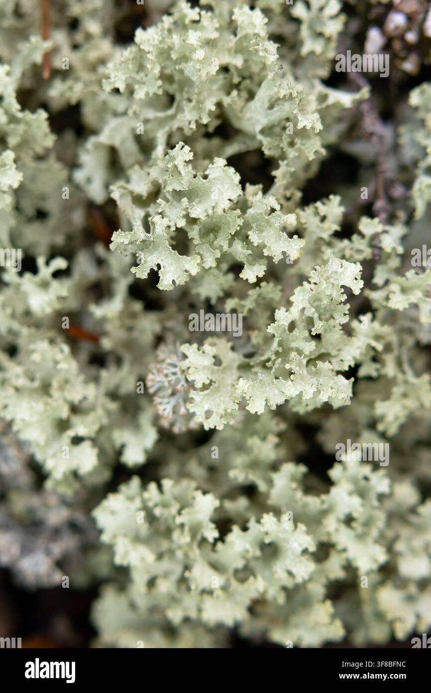 Gros plan d'une tache pâle de l'espèce commune et répandue de lichen foliacé corticole (vivant sur l'écorce) Platismatia glauca poussant sur le sol de la forêt boréale Banque D'Images