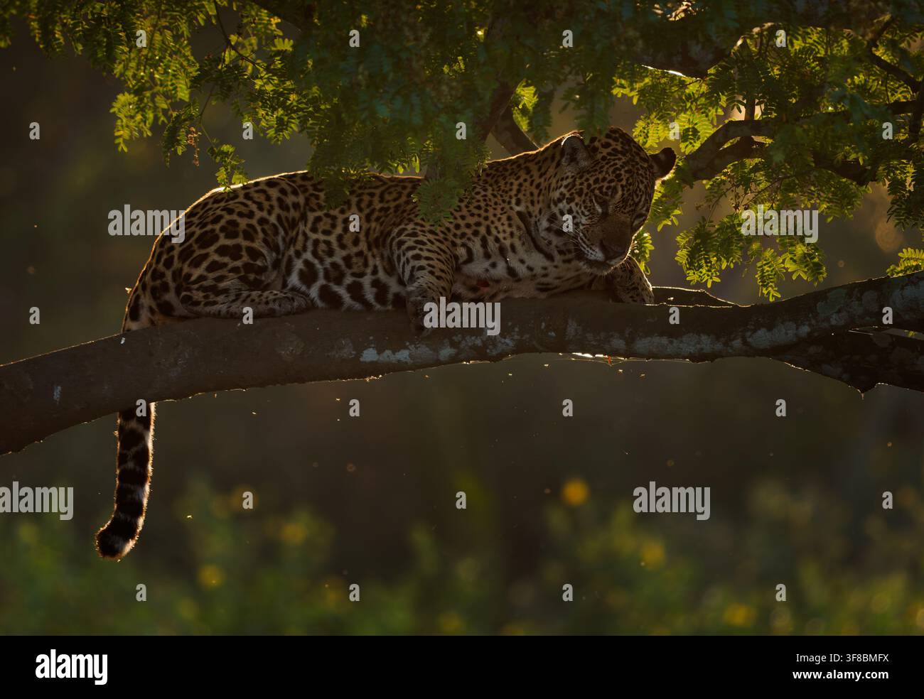 Jaguar, Panthera onca, adulte sauvage reposant les yeux fermés sur une branche d’arbre, lumière dorée filtrée à travers la canopée, queue pendante, Amérique du Sud Banque D'Images