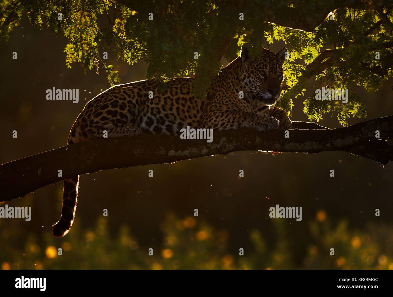 Jaguar, Panthera onca, adulte sauvage reposant sur une branche d'arbre avec le menton sur les pattes, regard alerte aux yeux dorés vers l'appareil photo, lumière du couvert forestier en contre-jour, Amérique du Sud Banque D'Images