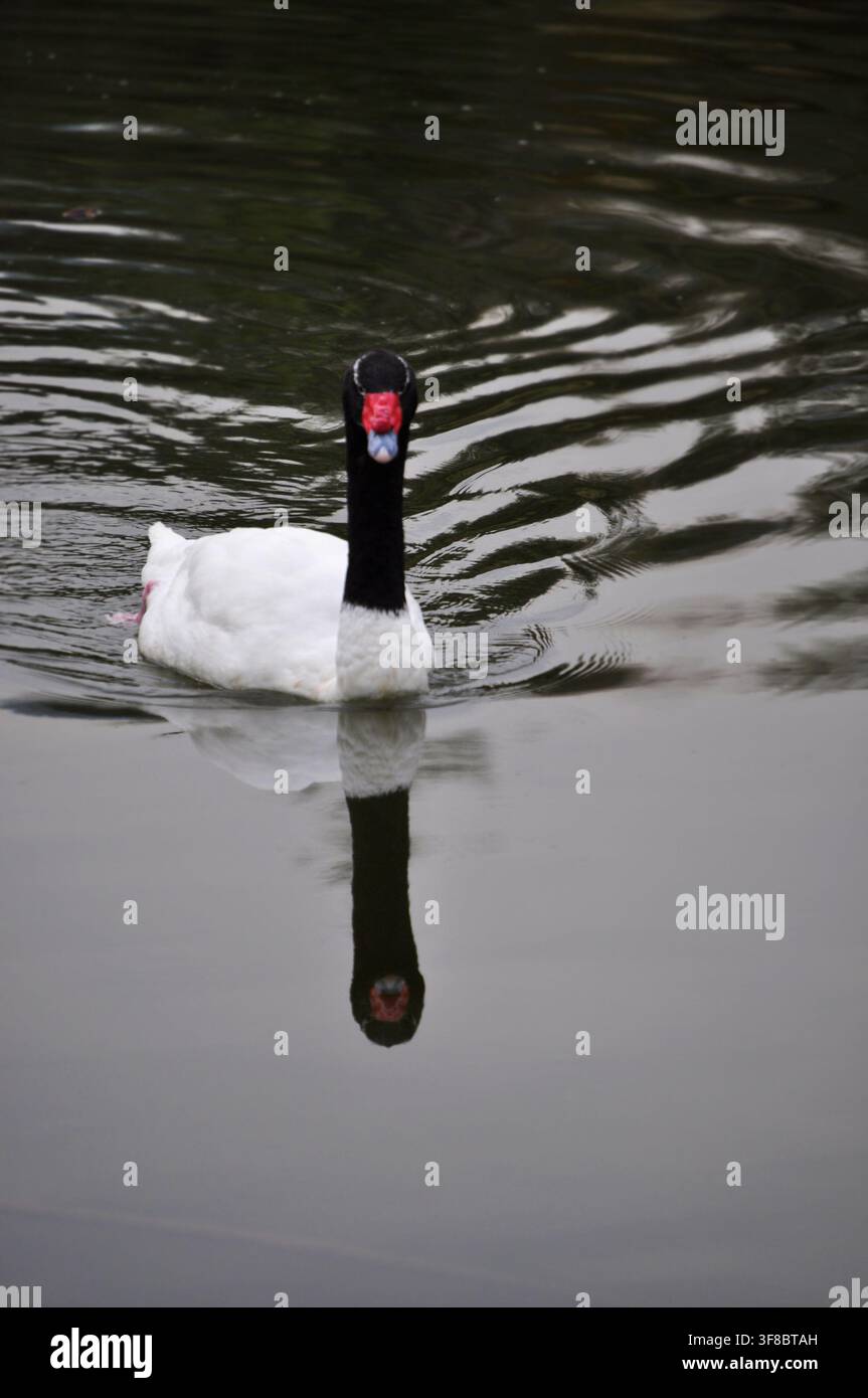 Cygne à cou noir et son reflet dans l'eau du lac Banque D'Images
